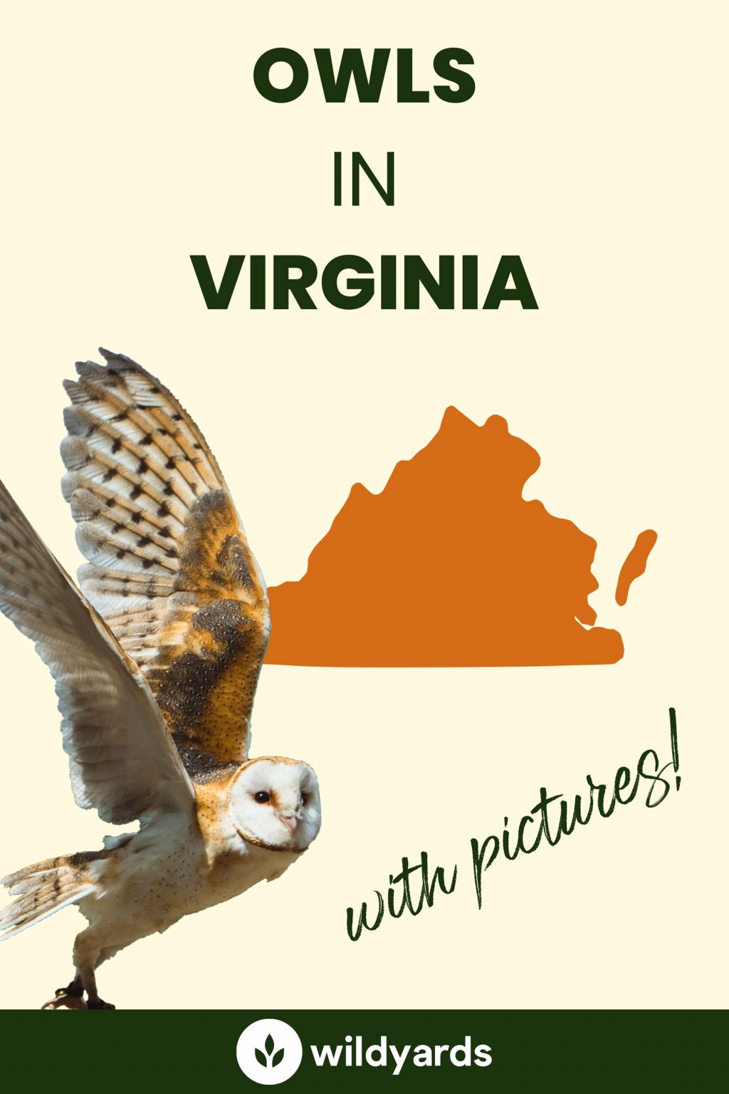 All 8 Owls in Virginia [With Sounds & Pictures]