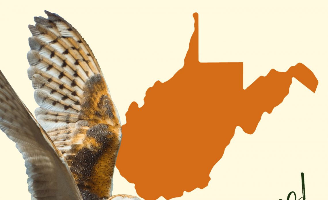 All 8 Owls in West Virginia [With Sounds & Pictures]