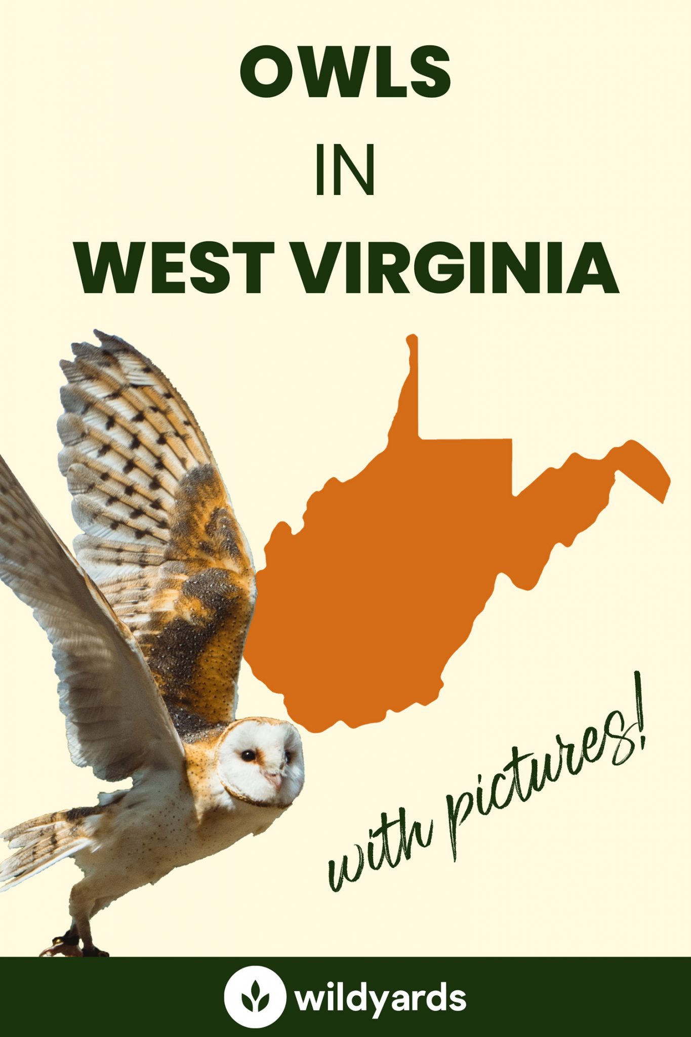All 8 Owls in West Virginia [With Sounds & Pictures]