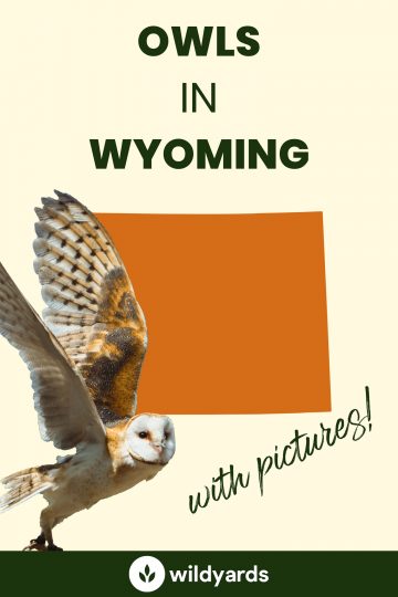 13 Owls in Wyoming [With Sounds & Pictures]