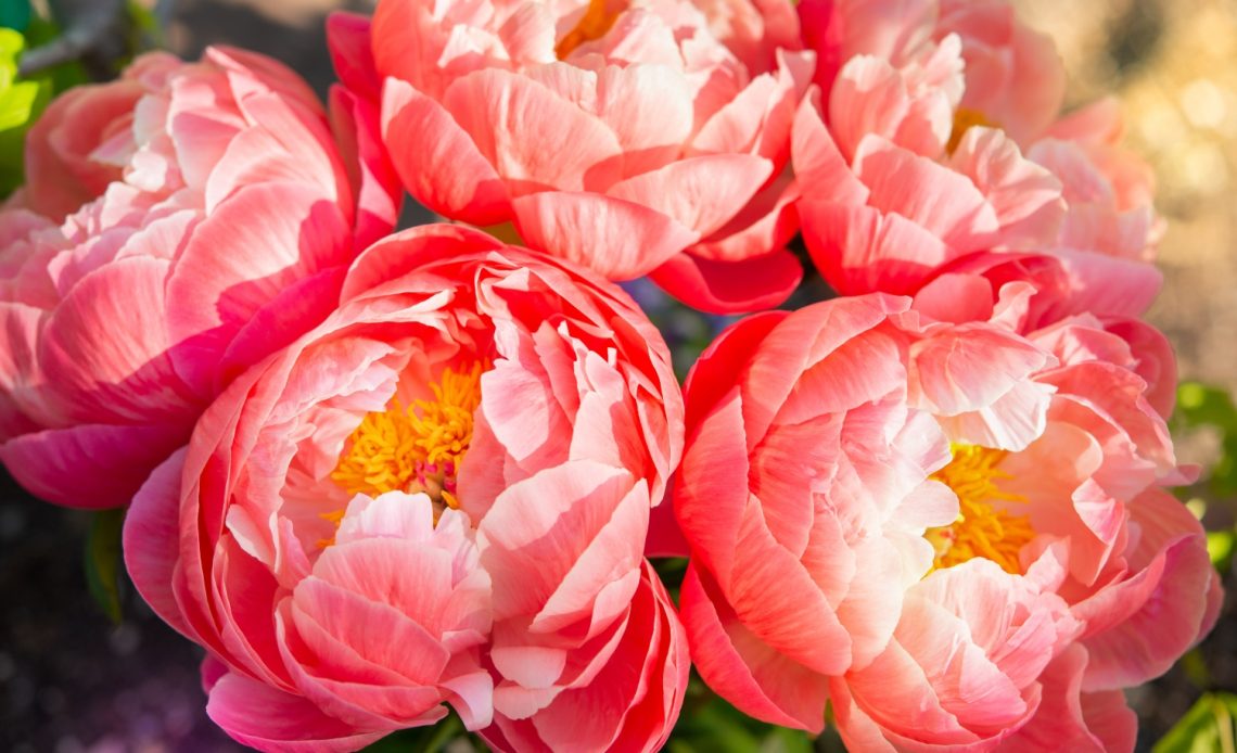 peonies-in-california