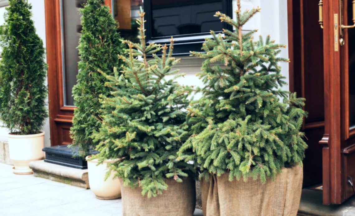 potted-trees-that-survive-winter