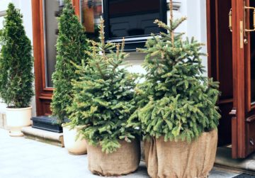 5 Potted Trees That Survive Winter