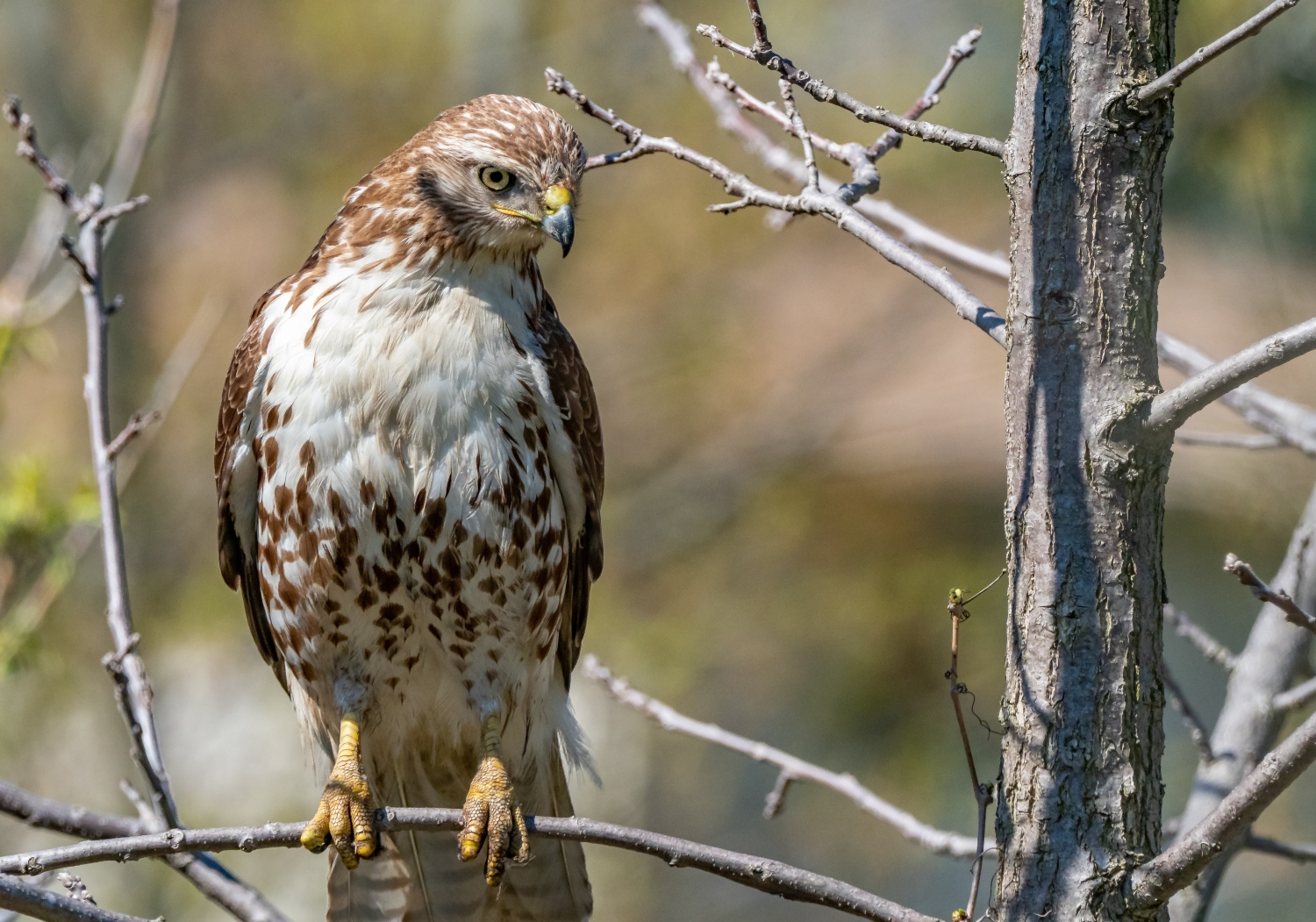 13 Aggressive Birds To Watch Out For In Your Backyard