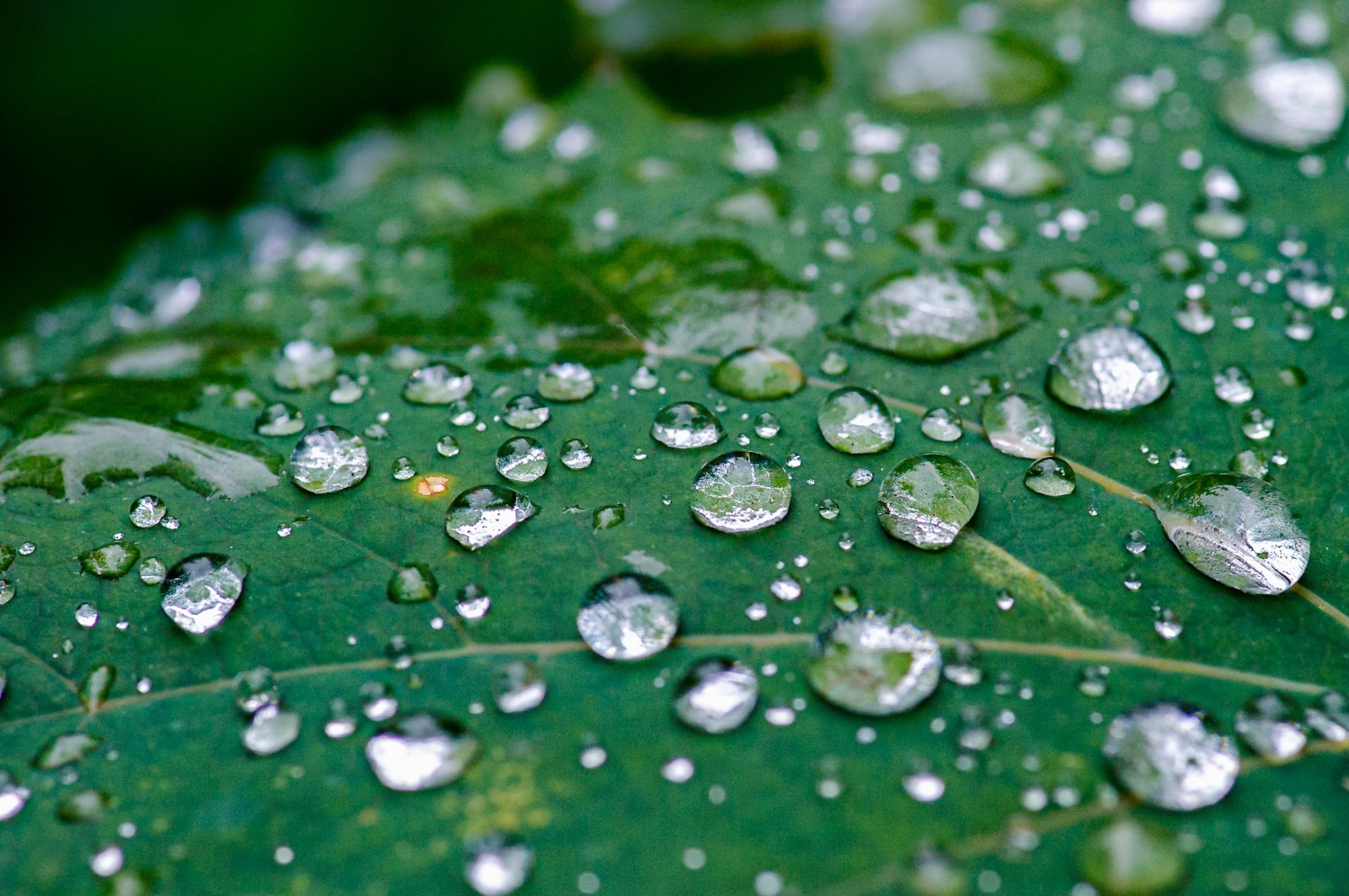 When Is The Worst Time To Water Plants?