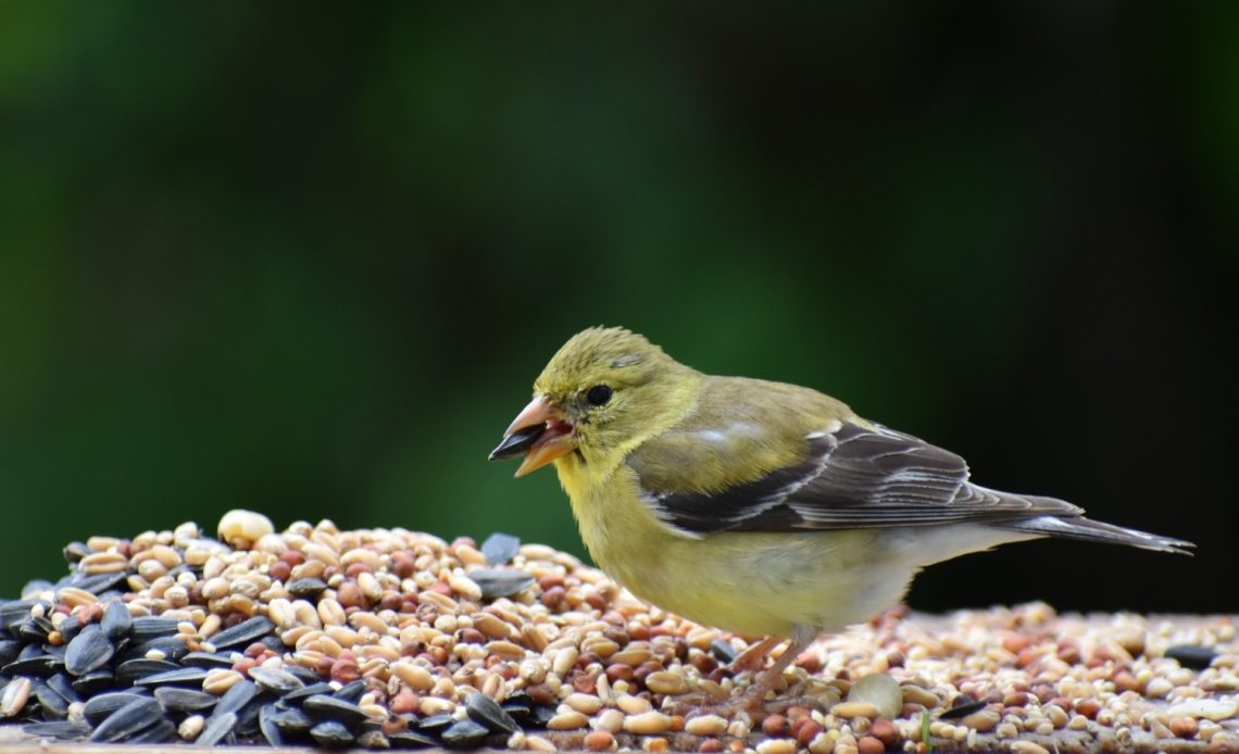 what-to-feed-wild-birds