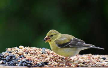 What To Feed Wild Birds In Your Backyard