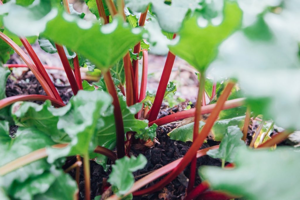How To Grow Thick Rhubarb Stalks