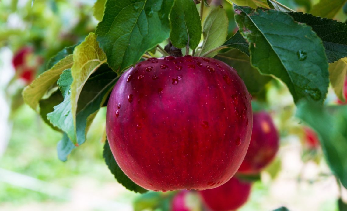 apple tree leaves