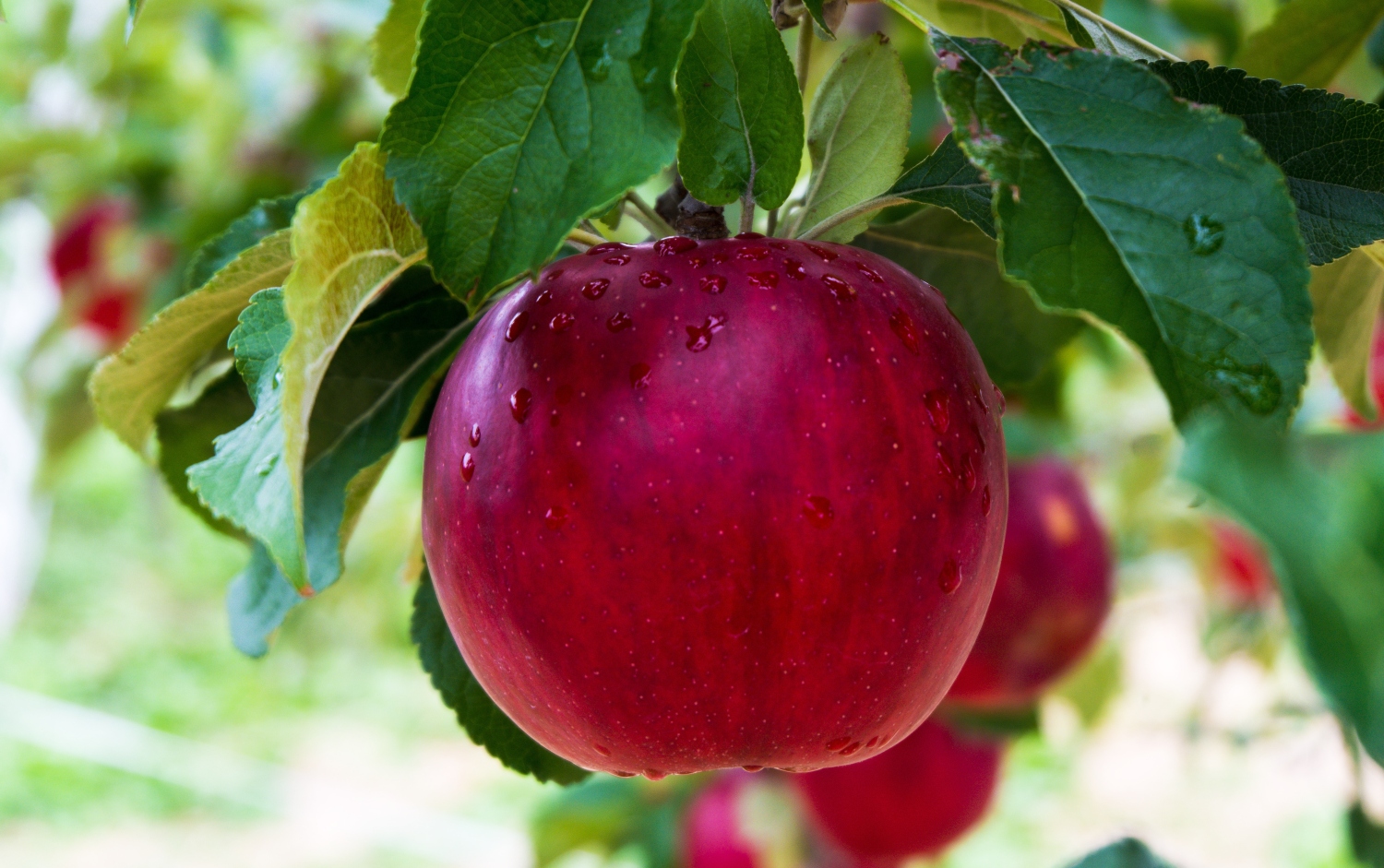 Why Are Your Apple Tree Leaves Turning Yellow?