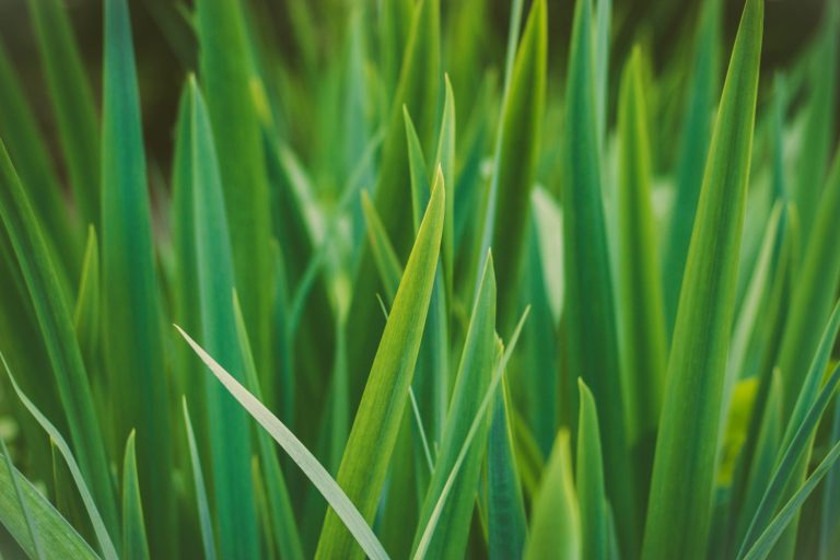 What Is 13 13 13 Fertilizer And When Should You Use It what-is-13-13-13-fertilizer-and-when-should-you-use-it