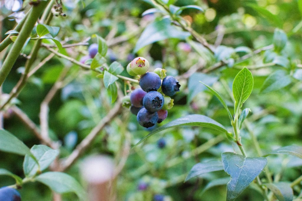 do wild birds eat blueberries