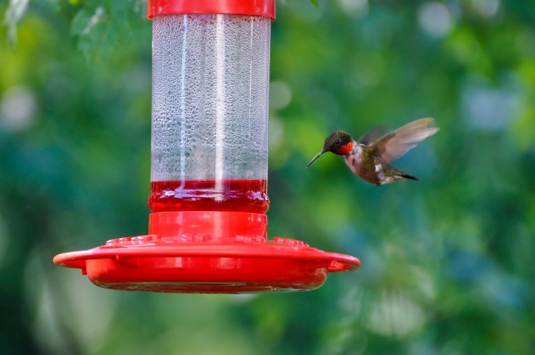 The 6 Best Hummingbird Feeders of 2024 [Buyer's Guide]