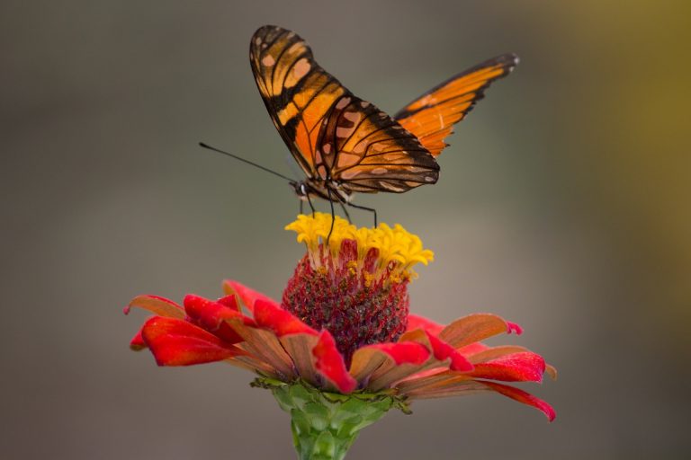 What Do Butterflies Eat?