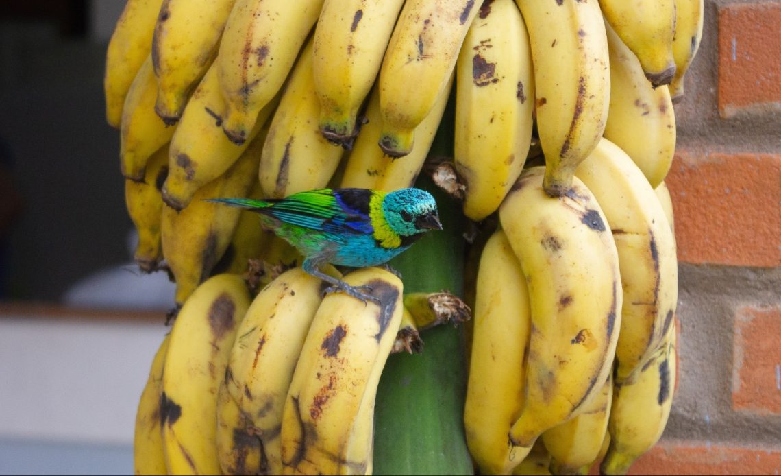 bananas for wild birds