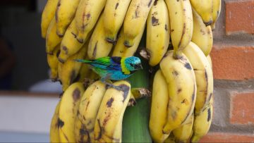 Can Birds Eat Bananas? Are they safe?
