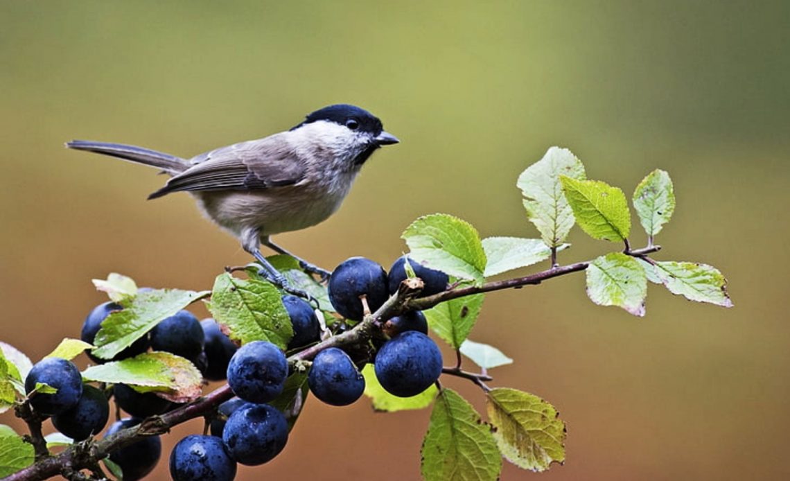 can-birds-eat-blueberries