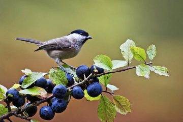 Can Birds Eat Blueberries?