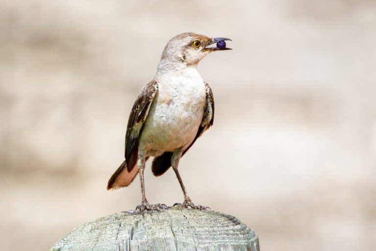 Can Birds Eat Blueberries?