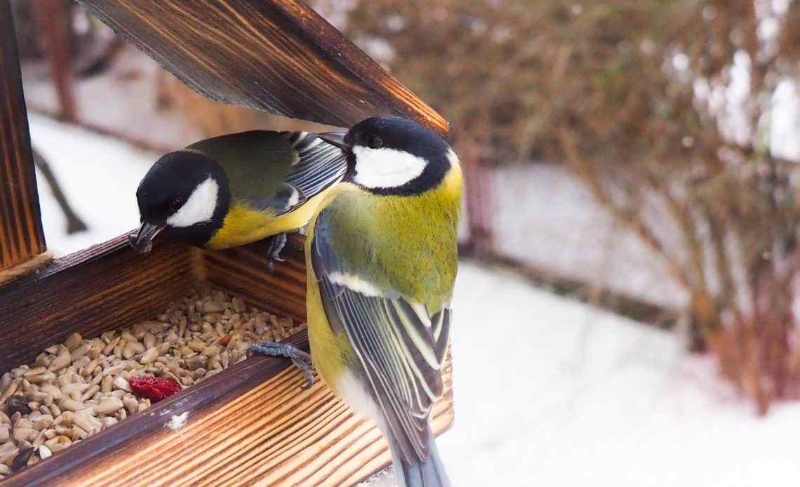 can-birds-eat-strawberry