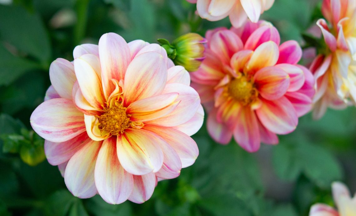 dahlia-vs-zinnia