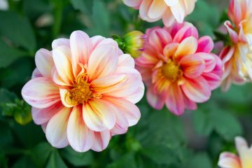 Dahlia Vs. Zinnia — What’s The Difference?