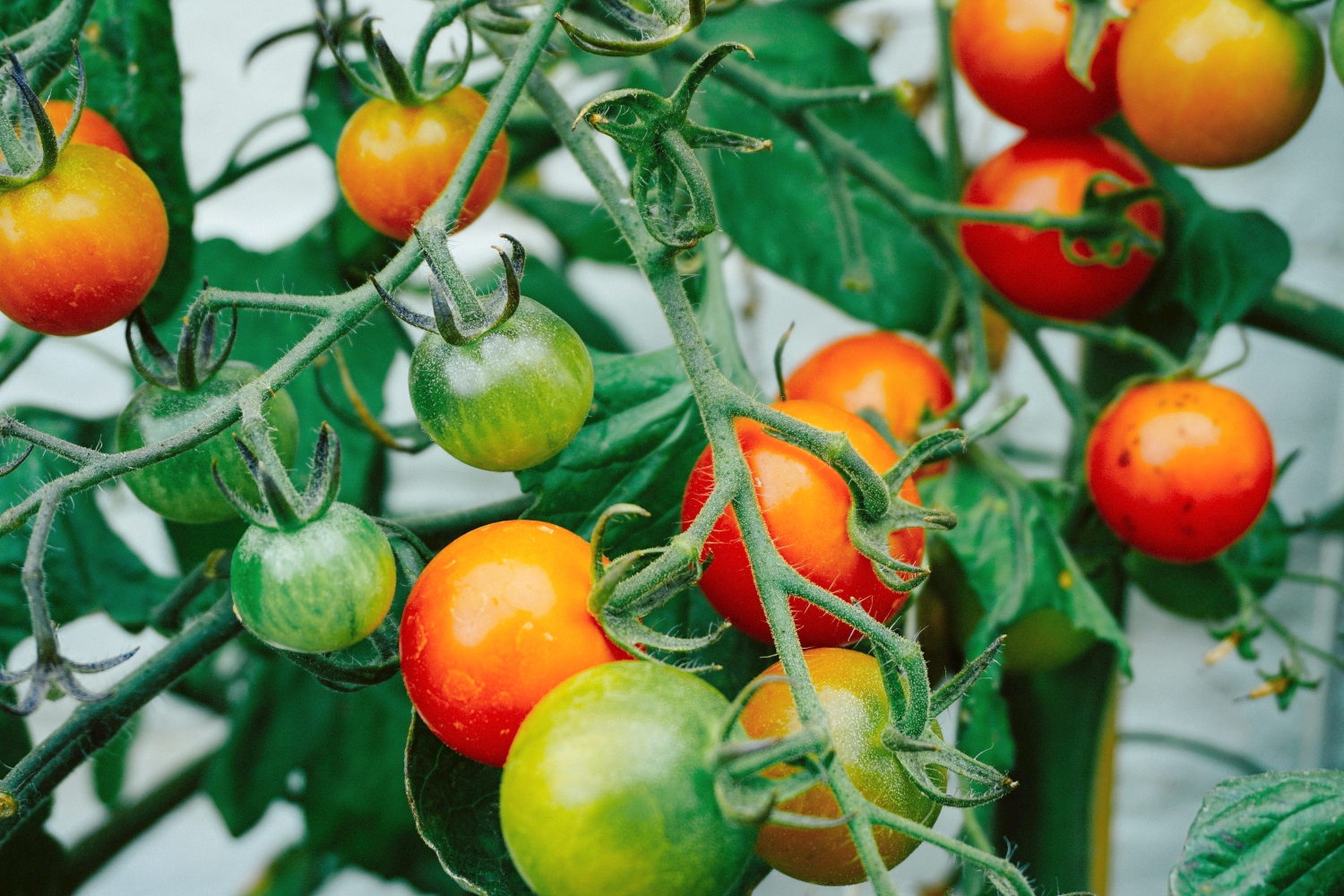 Do Deer Eat Tomatoes?