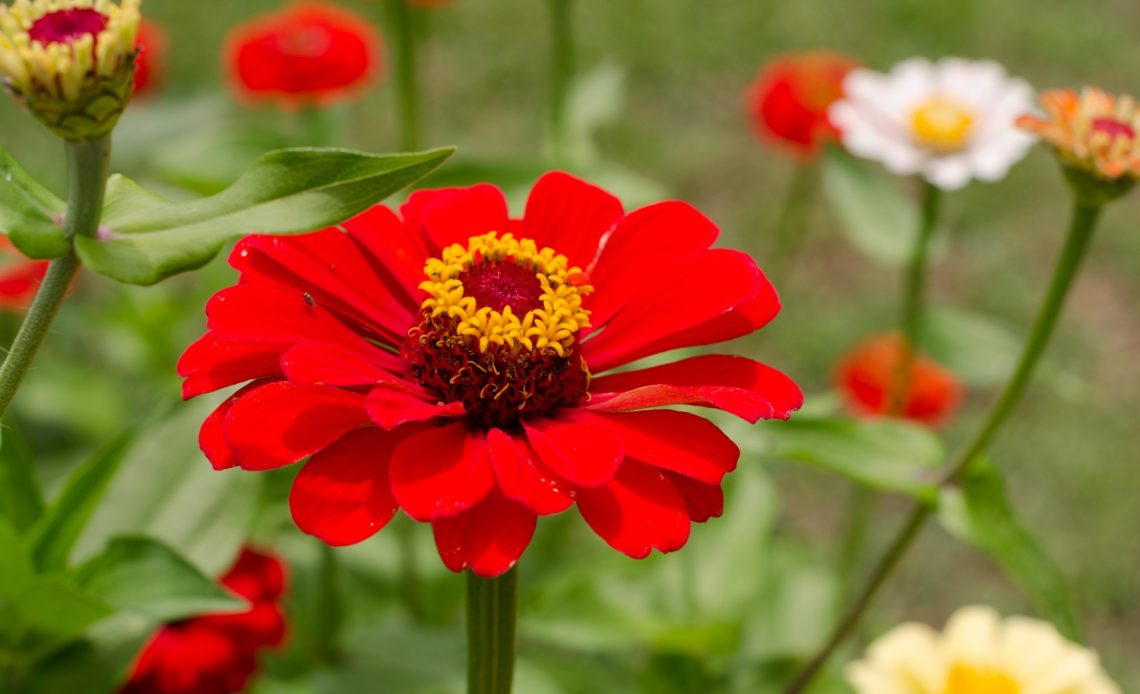 how-long-do-zinnias-bloom