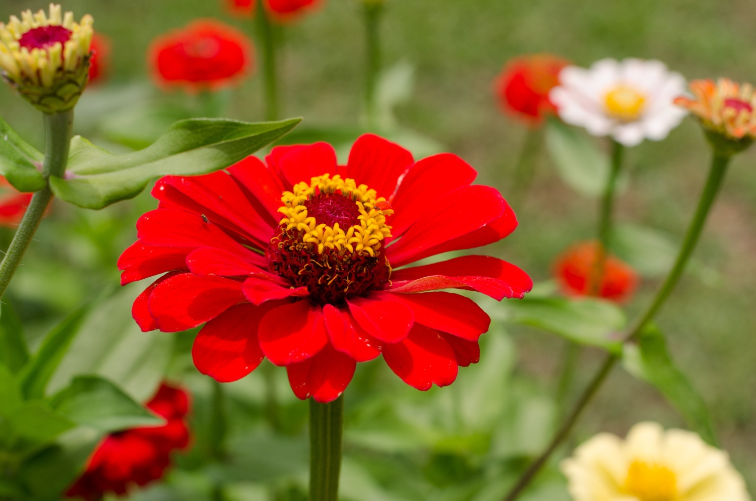 How Long Do Zinnias Bloom?