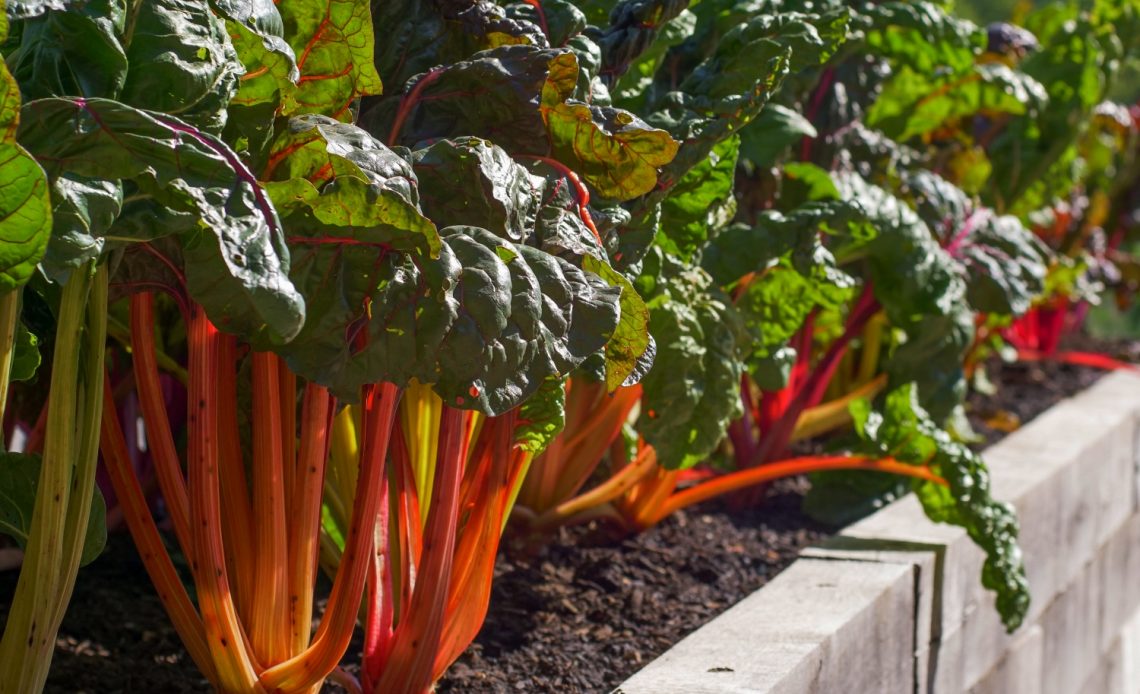 how-to-grow-thick-rhubarb-stalks