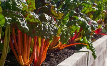 How To Grow Thick Rhubarb Stalks