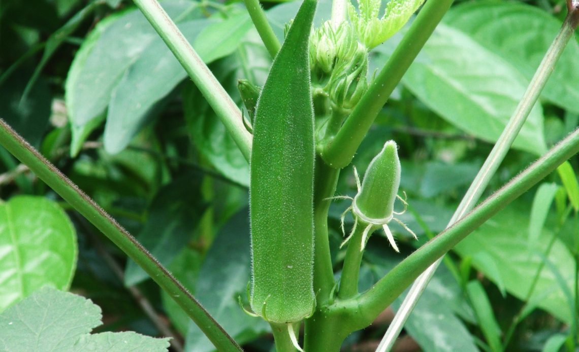 how-to-make-okra-produce-more