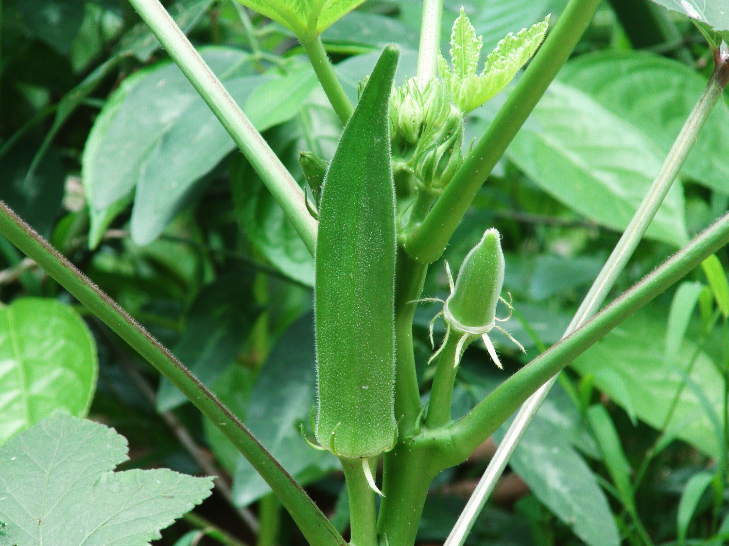 How To Make Okra Produce More