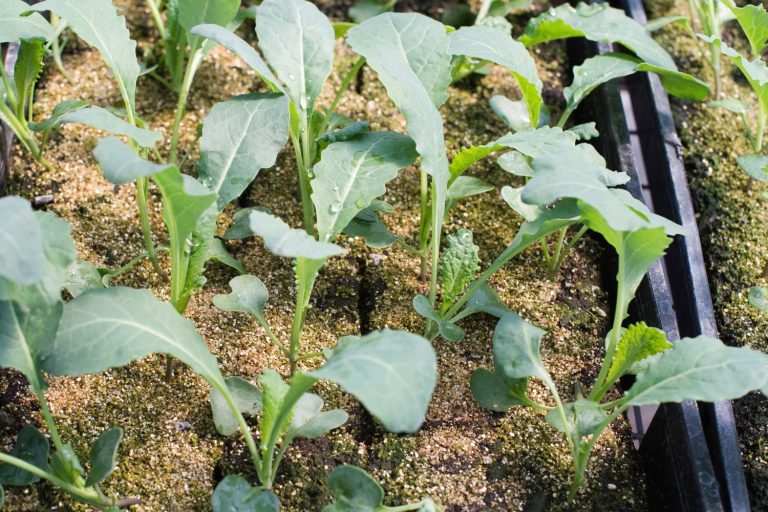 Kale Growing Stages How To Get The Most Out Of Your Plant