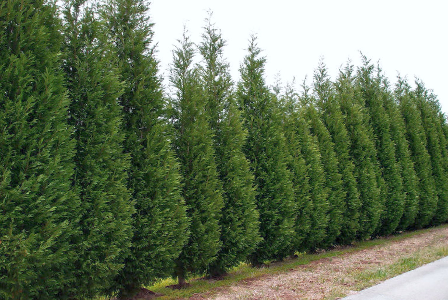 13 Cheap Fast Growing Privacy Trees For Your Yard