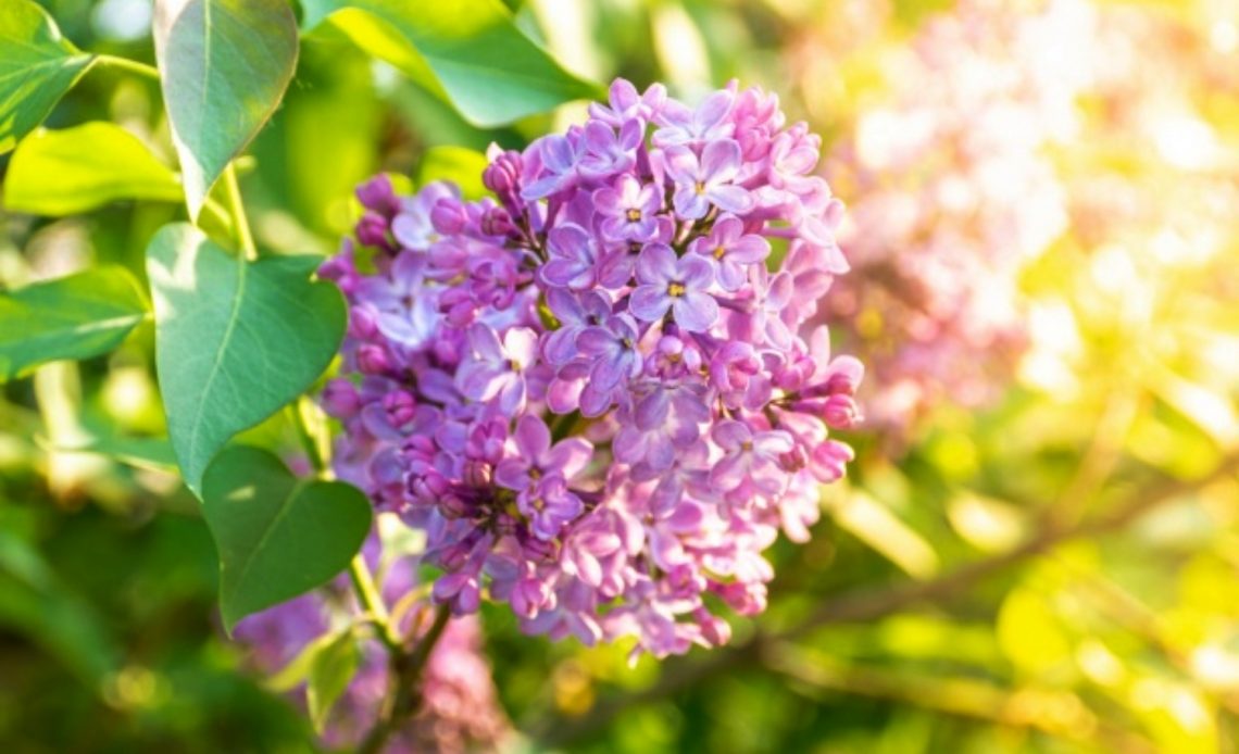 lilac-leaves-curling