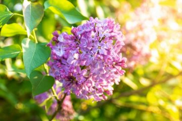 Why Are Your Lilac Leaves Curling? (7 Reasons & Solutions)