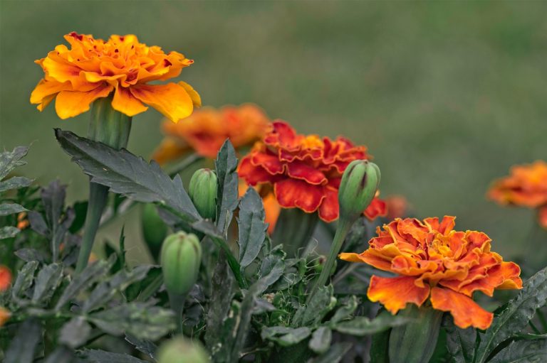 13 Best Zinnia Companion Plants (And 3 You Should Avoid)