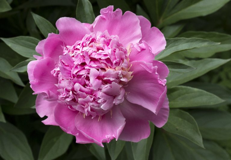 What Do Peonies Smell Like?