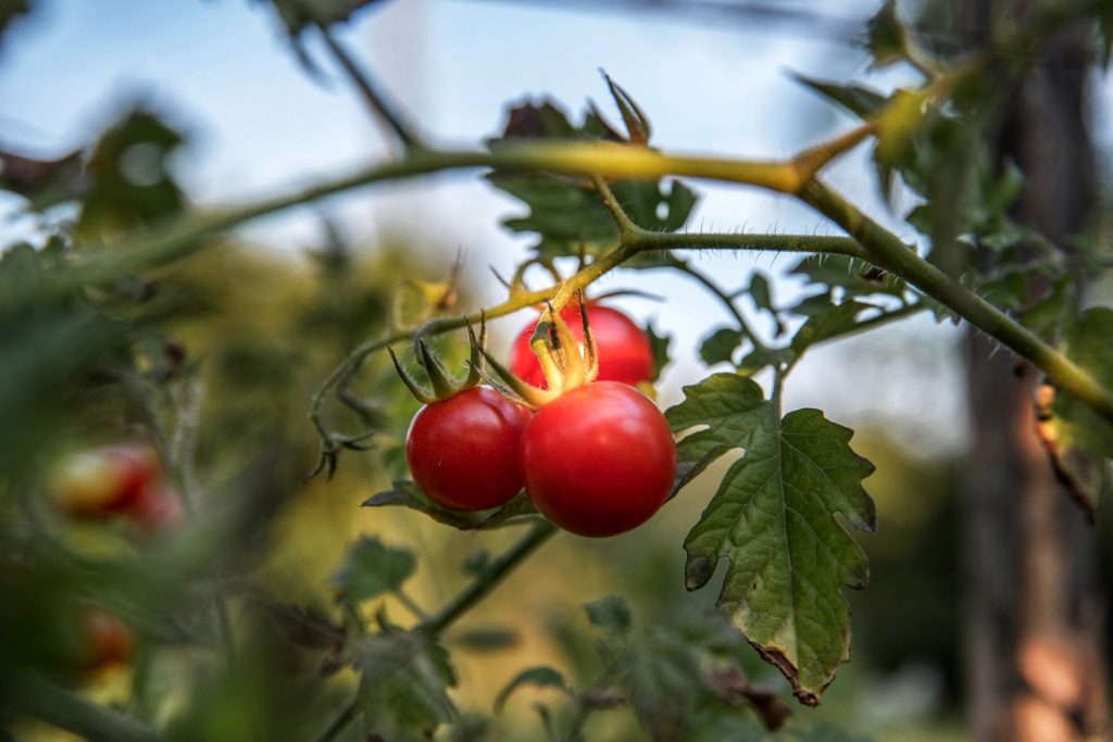 how-to-get-rid-of-white-bugs-on-tomato-plants