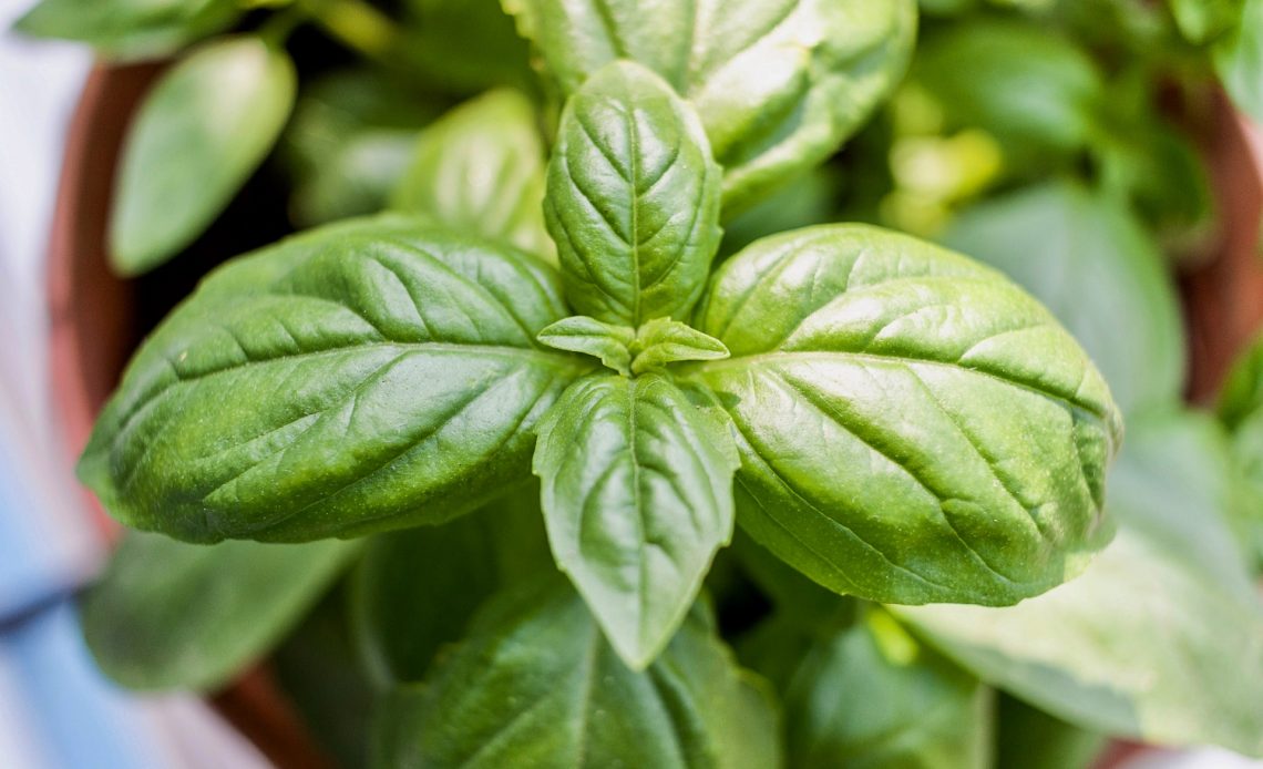 spider-mites-on-basil