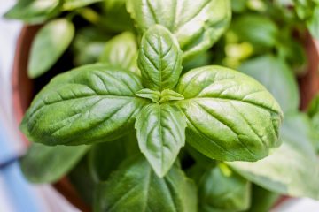 How To Get Rid Of Spider Mites On Basil