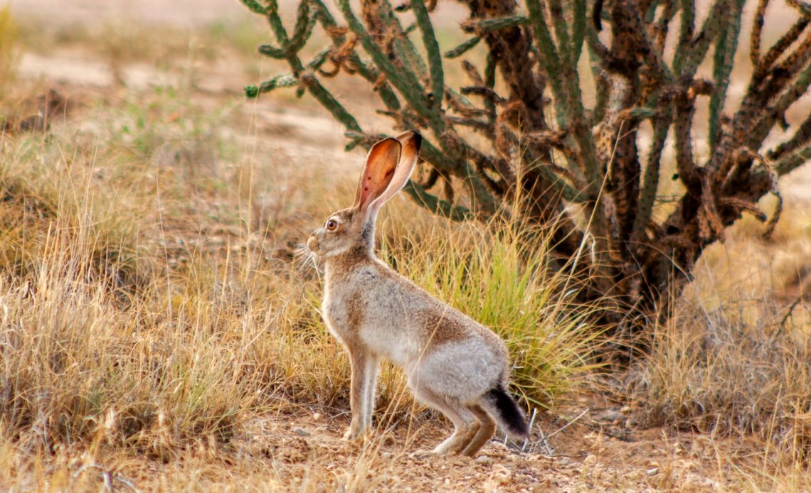 what-animals-eat-cacti