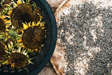 What To Do With Dead Sunflower Heads