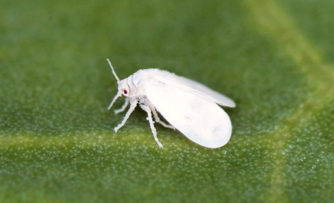 white-bugs-on-tomato-plants