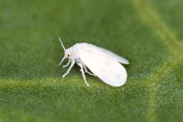 How To Get Rid Of White Bugs On Tomato Plants