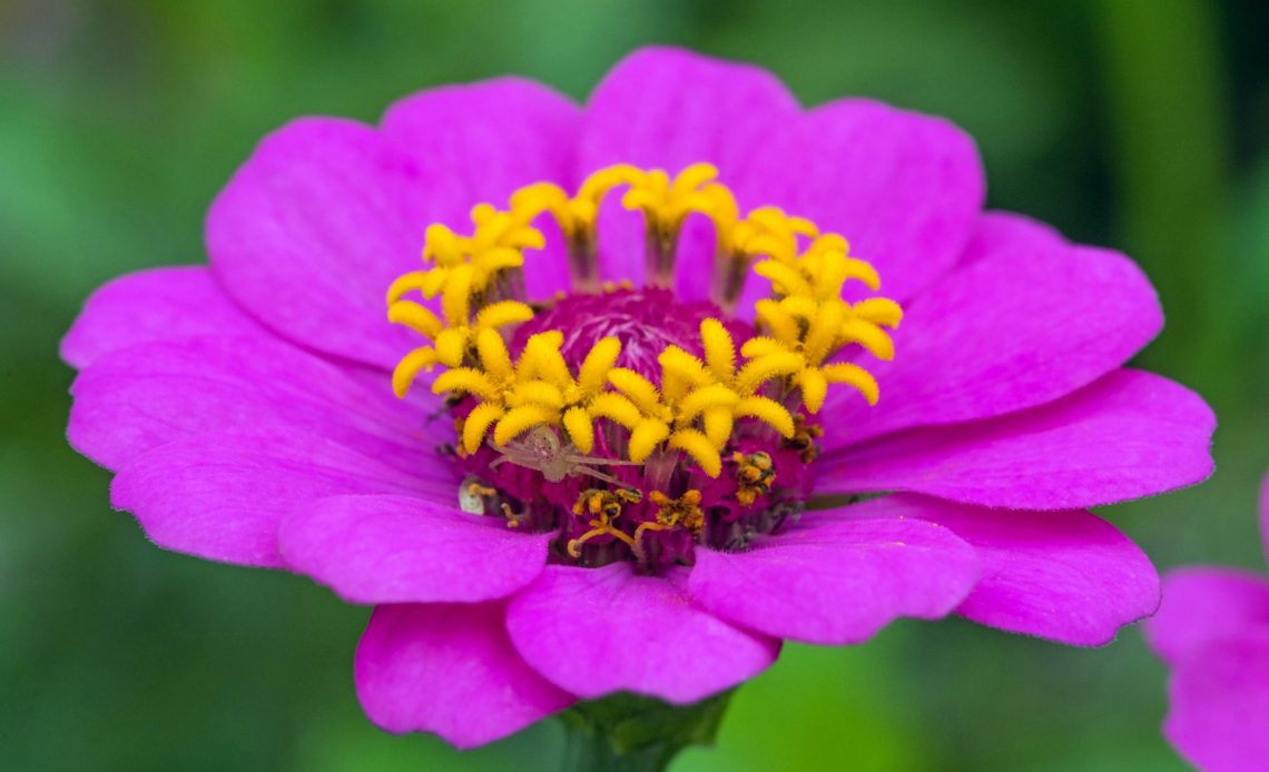 zinnia-companion-plants