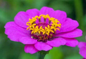 13 Best Zinnia Companion Plants (And 3 You Should Avoid)