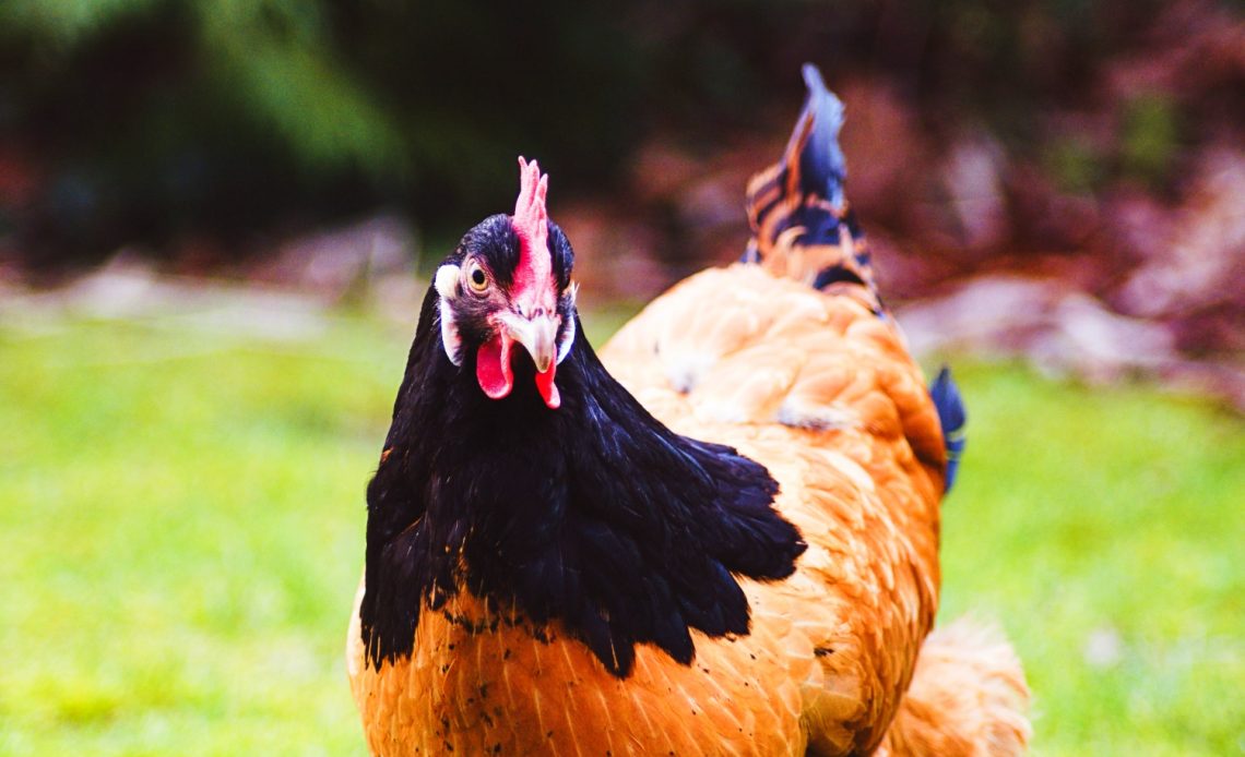 can-chickens-eat-collard-greens