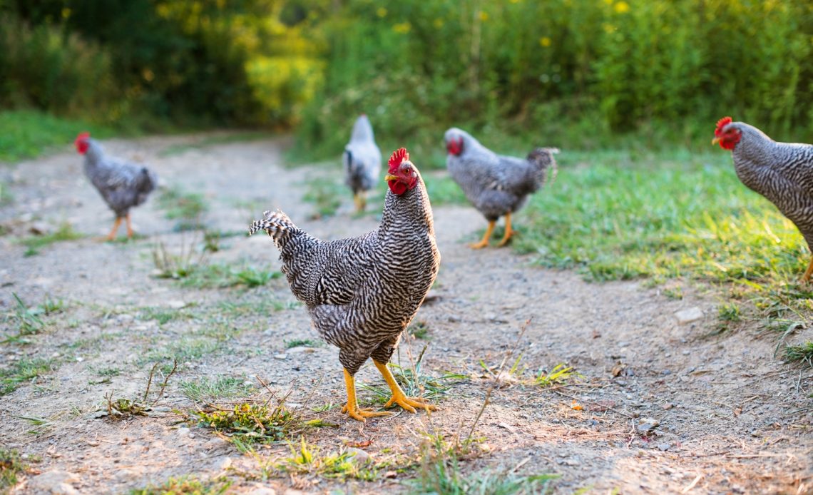 can-chickens-eat-rabbit-food